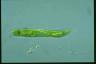 Euglena oxyuris