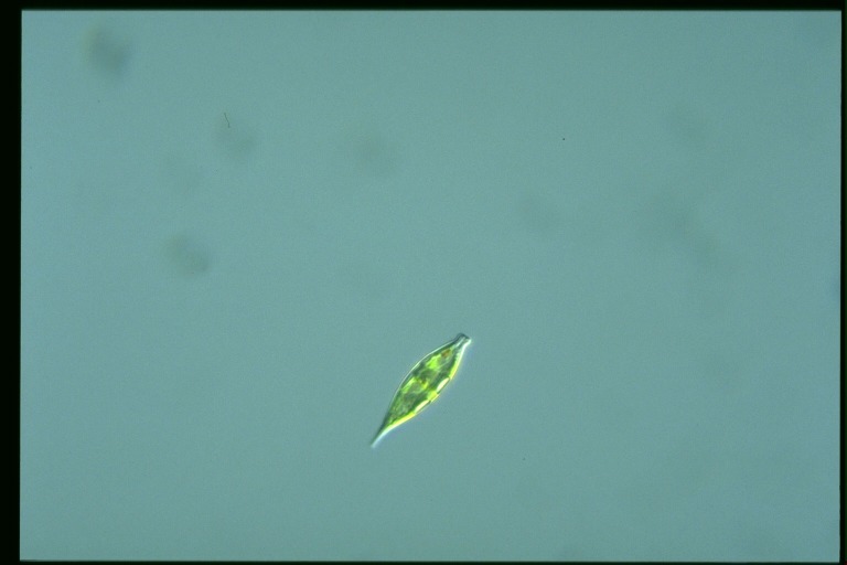 protist image