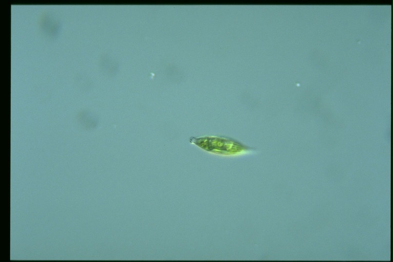 protist image