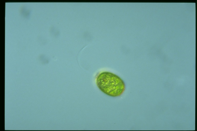 protist image