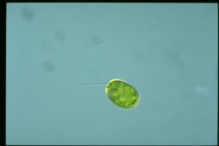 protist image