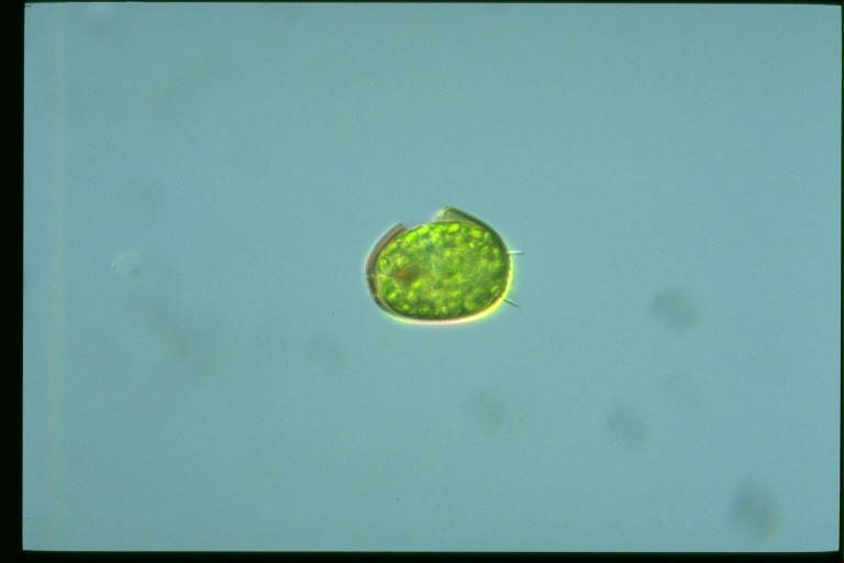 protist image