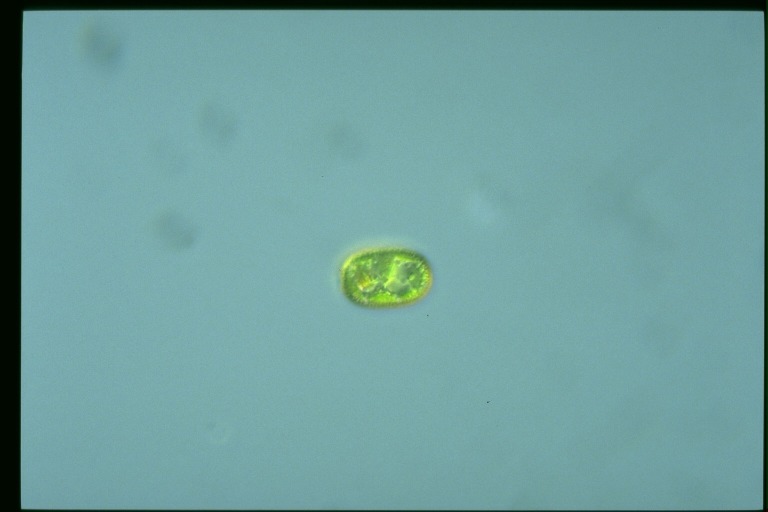 protist image