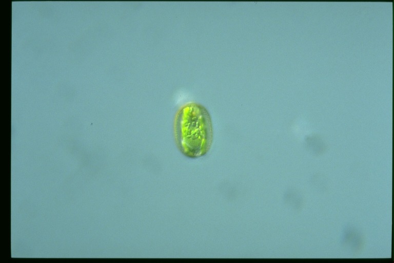 protist image