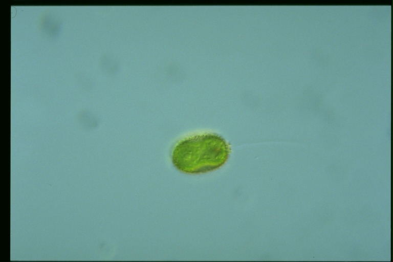 protist image