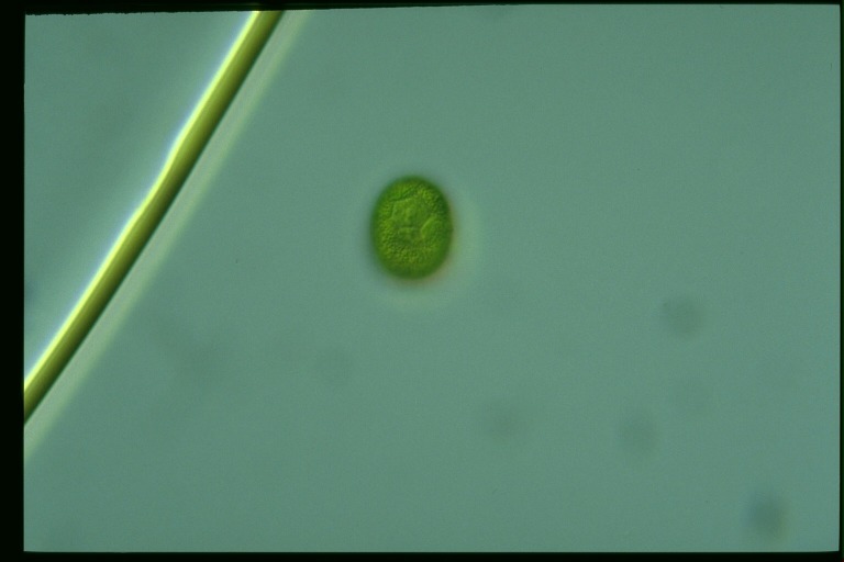 protist image