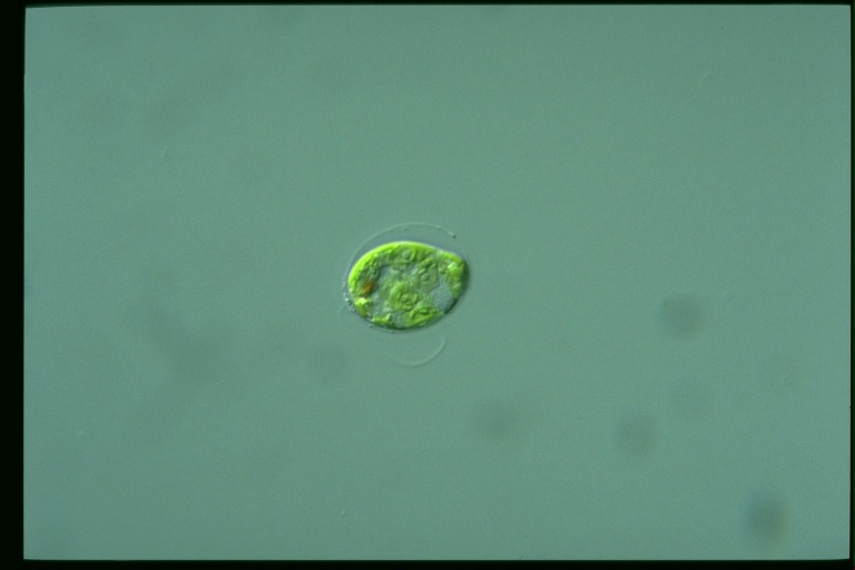 protist image