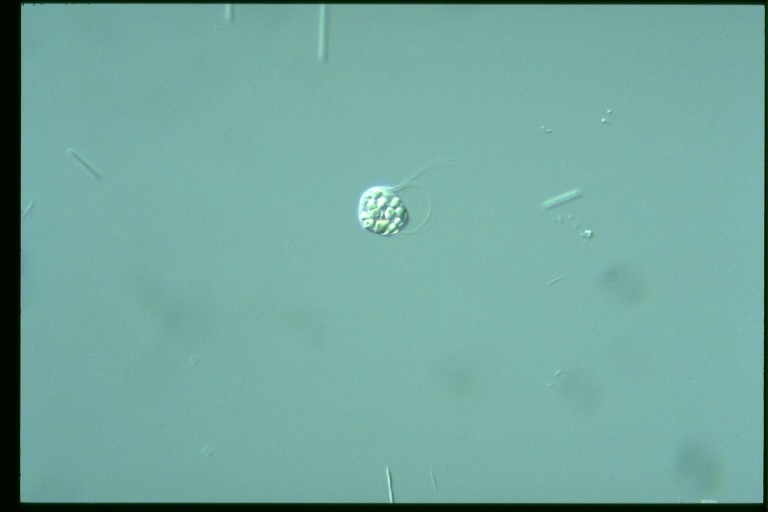 protist image