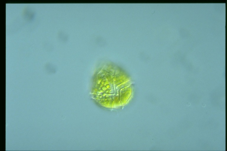 protist image