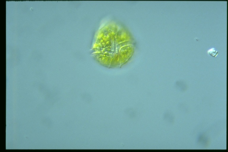 protist image