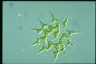 Pediastrum simplex