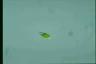 Euglena