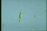 Euglena