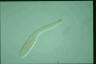 Spirostomum ambiguum