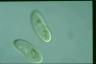 Paramecium duboscqui