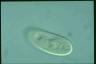 Paramecium duboscqui