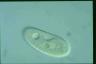 Paramecium duboscqui