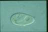 Paramecium duboscqui