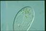 Paramecium duboscqui