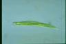 Euglena tripteris