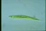 Euglena tripteris