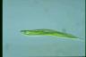 Euglena tripteris