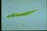 Euglena tripteris