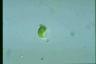 Euglena