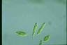 Euglena gracilis