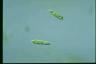 Euglena gracilis