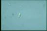 Chilomonas paramecium