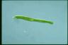 Euglena ehrenbergii