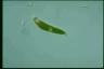 Euglena sanguinea