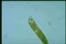 Euglena sanguinea