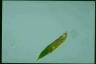 Euglena sanguinea