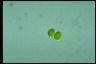 Oocystis