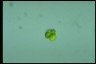 Oocystis