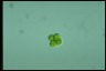 Oocystis