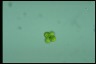 Oocystis