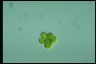 Oocystis