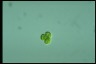 Oocystis