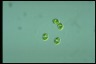 Oocystis