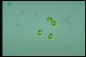 Oocystis