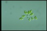 Oocystis