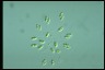 Oocystis