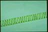 Spirogyra