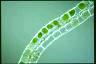 Spirogyra