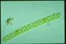 Spirogyra