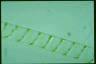 Spirogyra