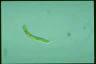 Euglena